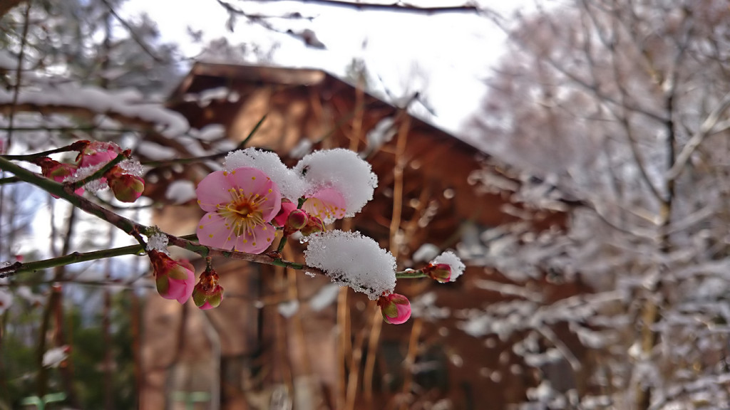 年末の雪の中に咲く梅の花1