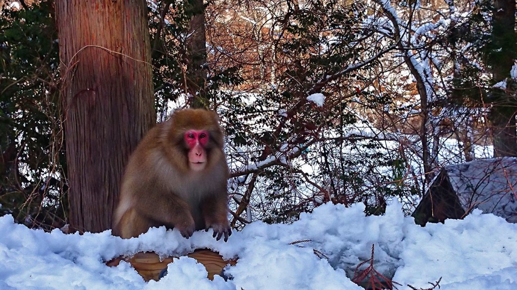 烏川渓谷の冬の猿