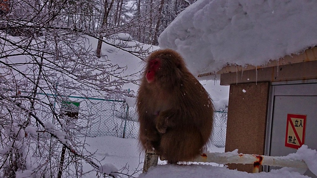 大町ダムの下の真冬の猿