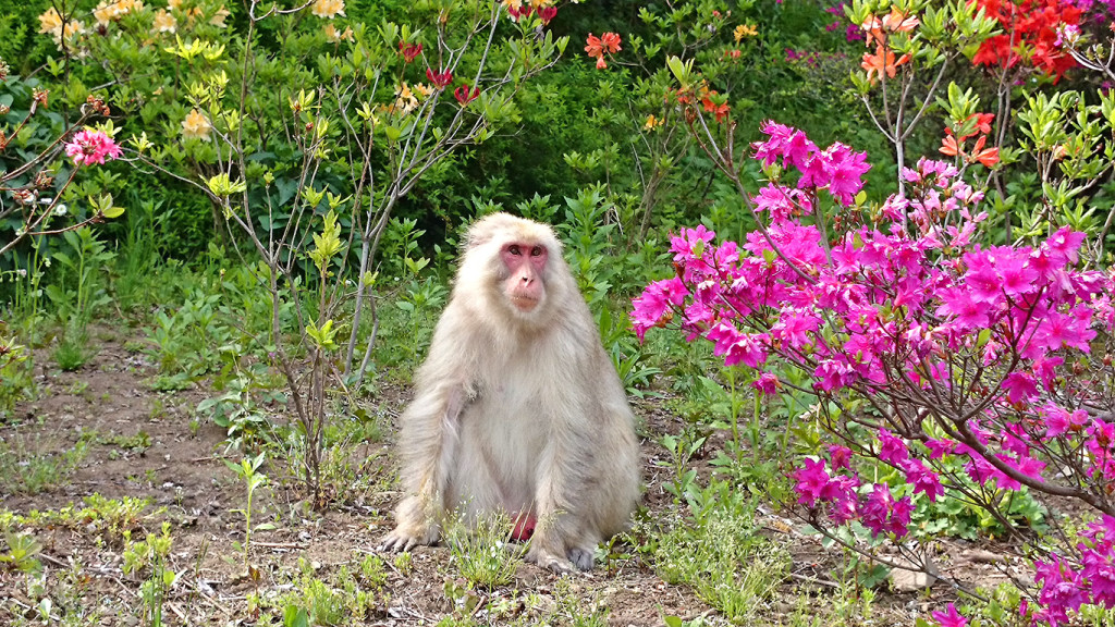 満願寺で見かけた白い猿
