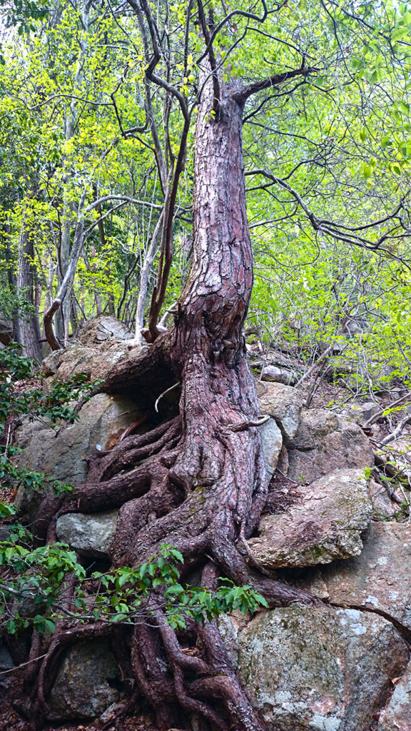 岩肌にへばりつく巨大な松の根２