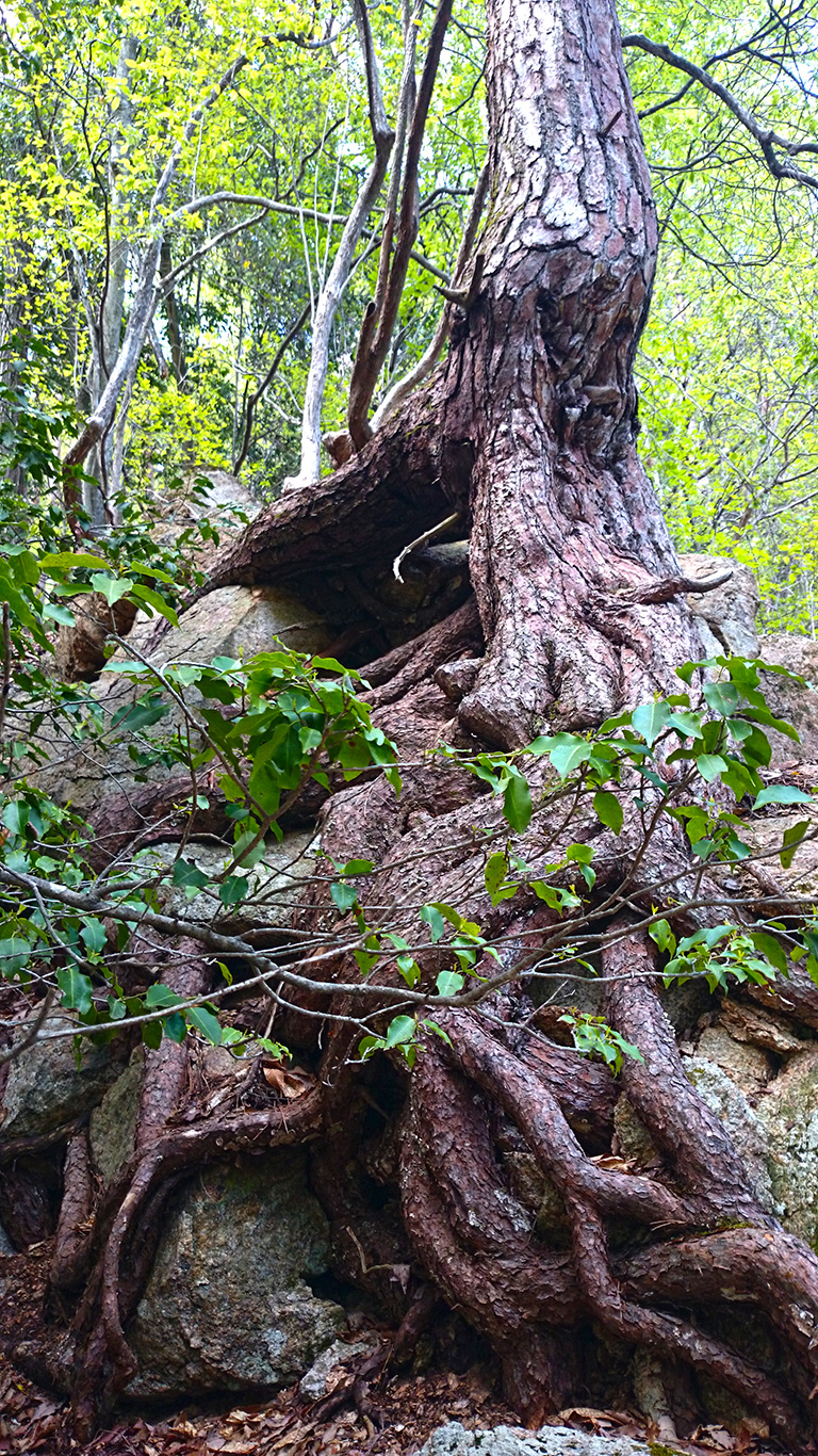 岩肌にへばりつく巨大な松の根１