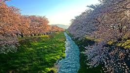黒沢川の早朝の朝日を浴びる桜