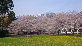 桜と菜の花と常念岳