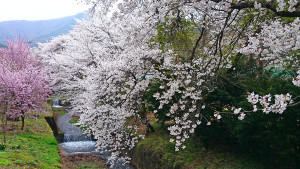 用水路の桜