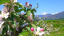 リンゴの花と常念岳