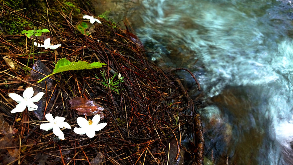 川のふちに散ったエゴノキの花