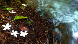 川のふちに散ったエゴノキの花