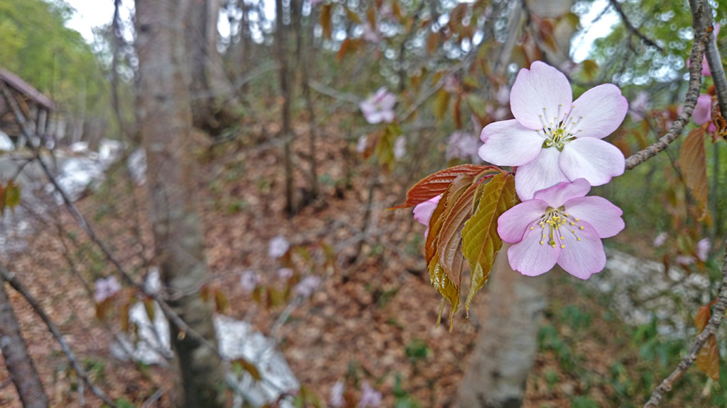 奥裾花自然園の山桜と残雪