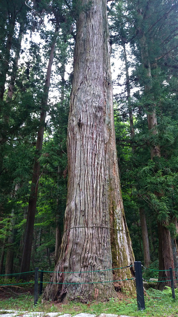 五龍山正福寺の杉の大木