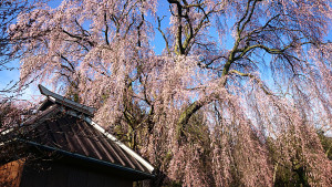 多田井観音堂の桜