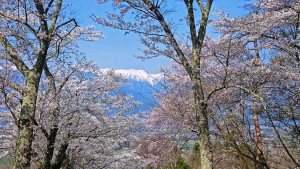 鵜山の桜と大天井岳