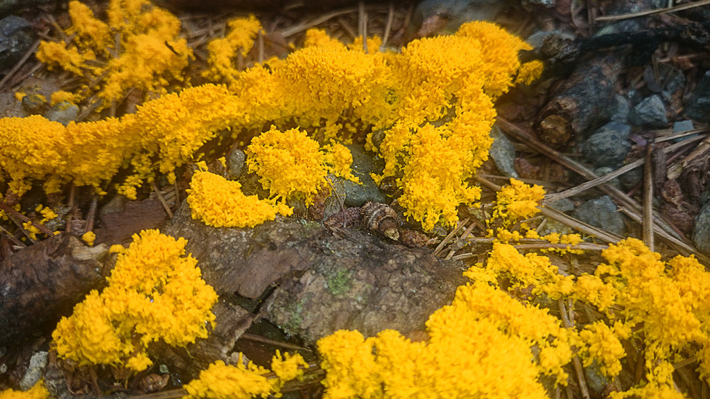 黄色い粘菌