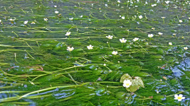 梅花藻の花１