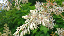 タケニグサの花１