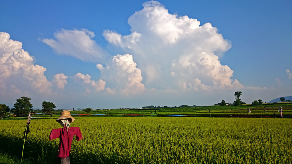 夏の雲（信濃太郎）と案山子と田園風景