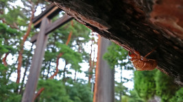 蝉の抜け殻と護国神社の鳥居