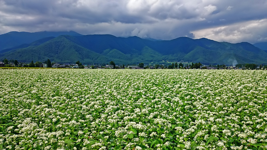 真っ白に花が咲く三郷住吉付近の蕎麦畑