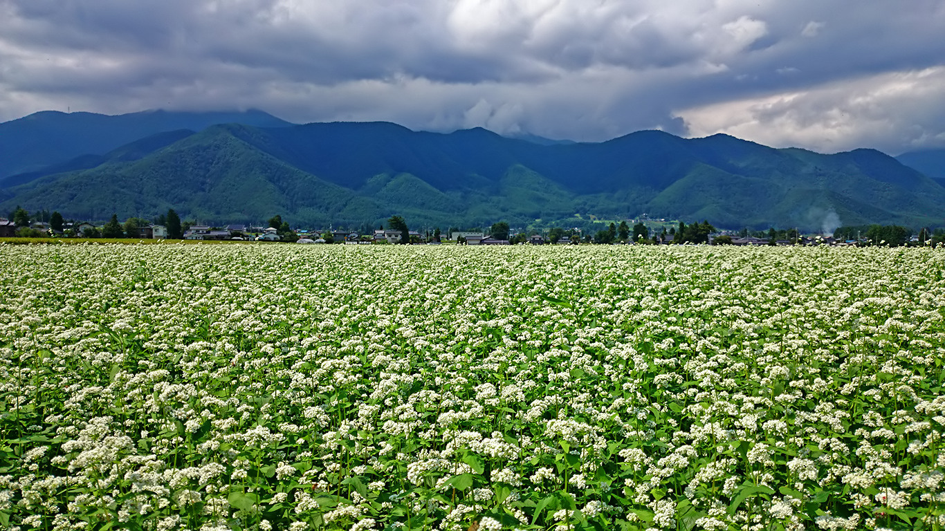 蕎麦畑は真っ白に花が 蕎麦の花の臭いってご存知ですか ほっこり安曇野案内