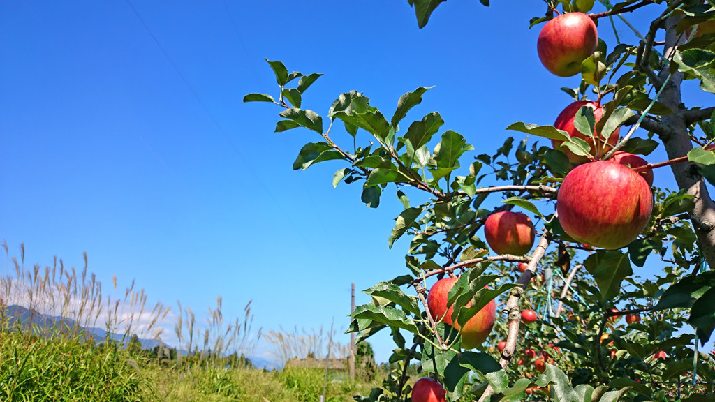赤く実ったリンゴとススキと秋の青空