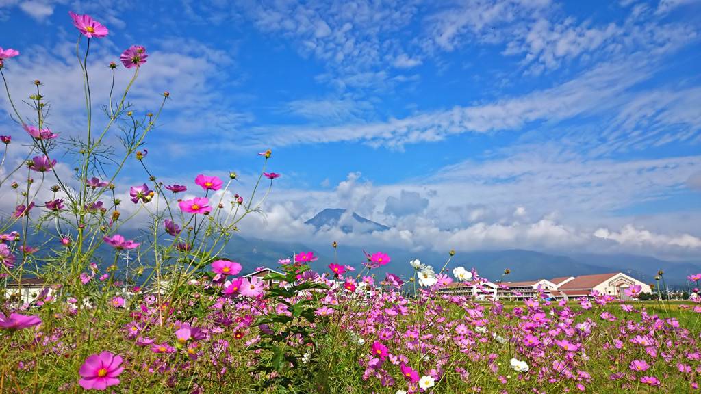 雲の上に顔を出す有明山とコスモスの花