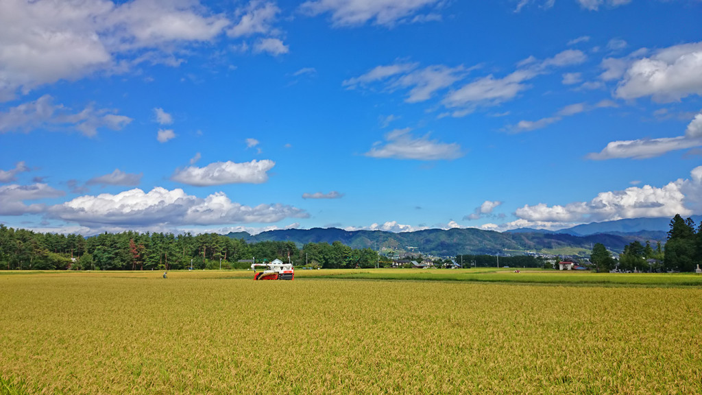 稲刈りの風景１