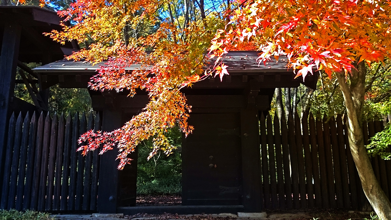 小岩嶽城址公園模擬門前のカエデの紅葉