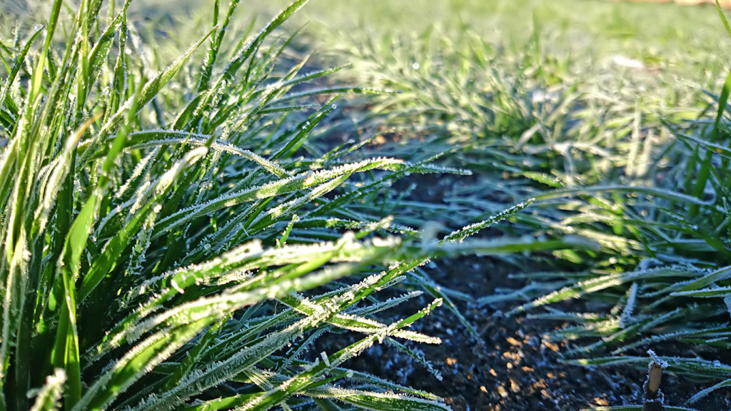 霜の下りた麦の若葉