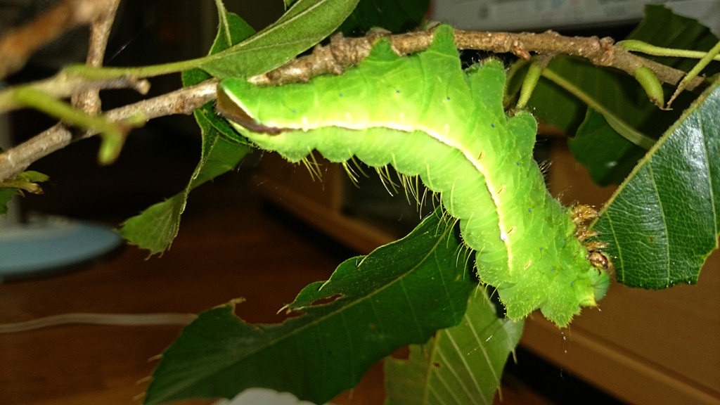 クヌギの葉を食べる天蚕の幼虫