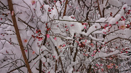 雪を被った家の庭の梅の花