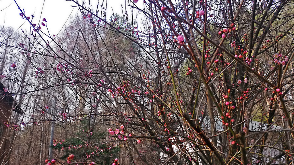 我が家の1月に全体的に蕾が膨らみ始めた梅の木