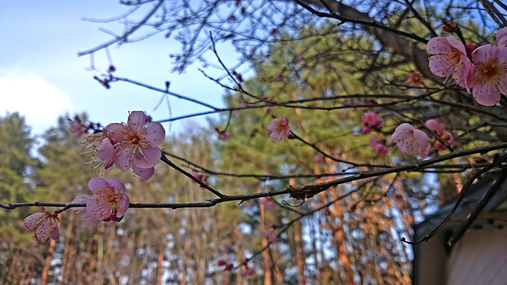 我が家の1月に咲く梅の花
