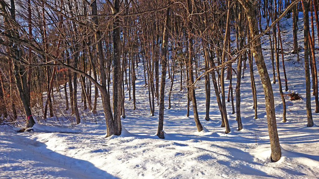雪の上の木の影