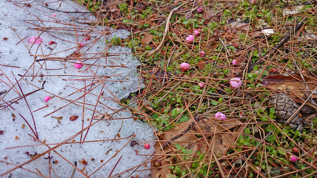 寒さで落ちた梅の蕾