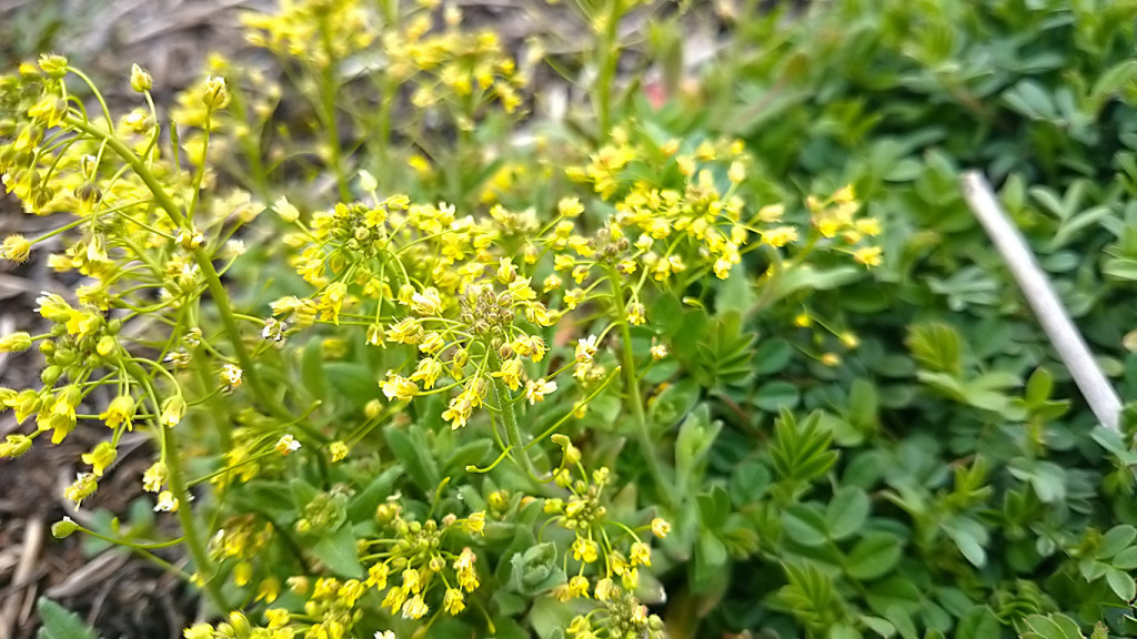 イヌナズナの黄色い花