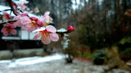 雪が降る中に咲く梅の花