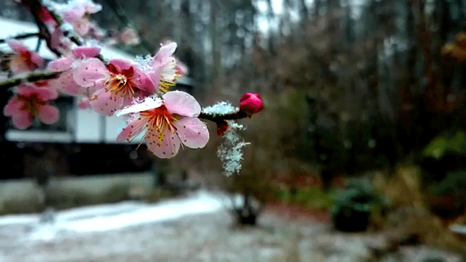 雪が降る中に咲く梅の花