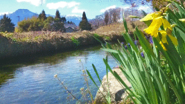 春の用水路の流れとスイセンとナズナの花の揺れる様子