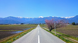 常念岳へ伸びる道の桜と常念岳