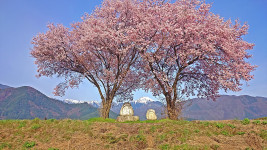 桜が咲いた常念道祖神