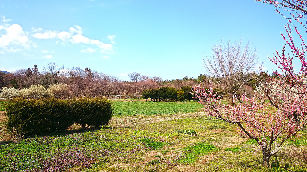 松川村山際の何気ない春の風景