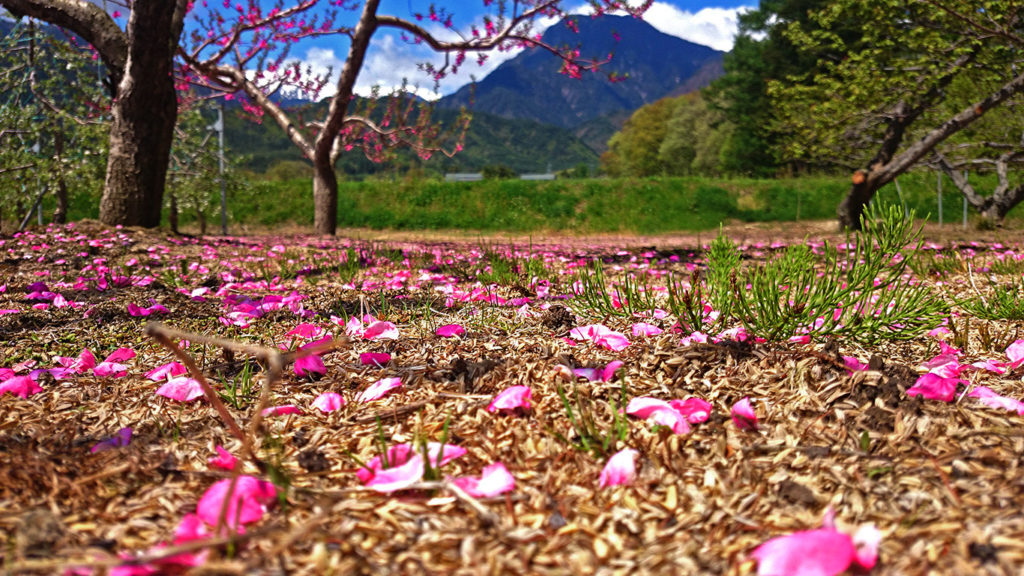 桃の花びらの絨毯