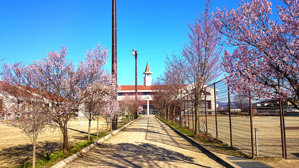桜咲く穂高西中学