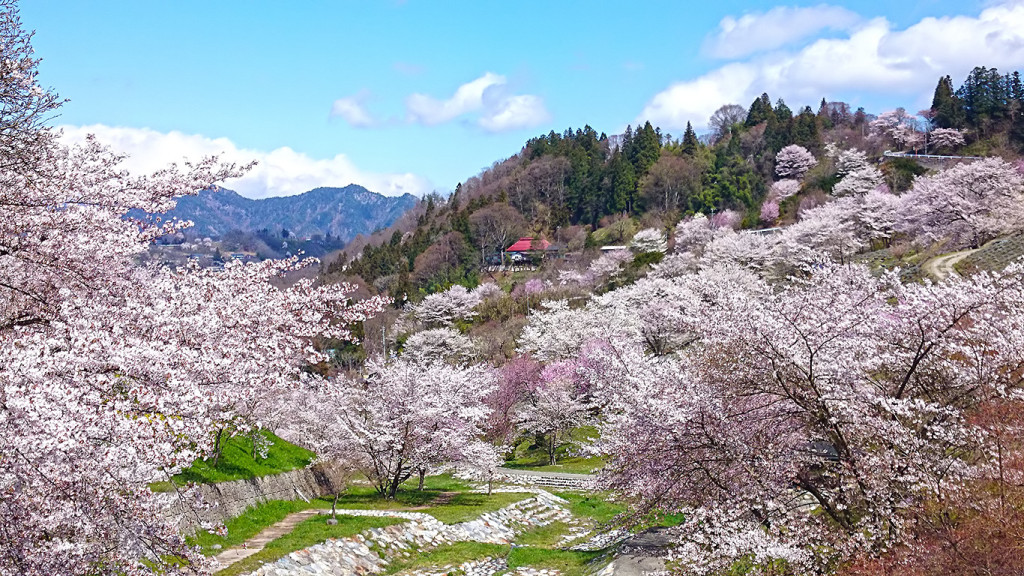 陸郷　桜の風景