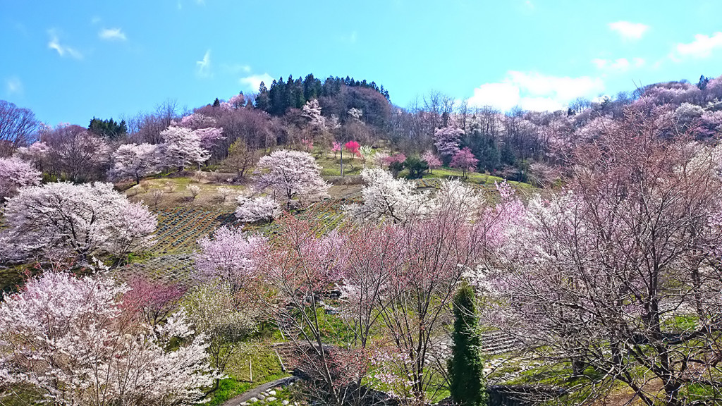 陸郷　桜の風景