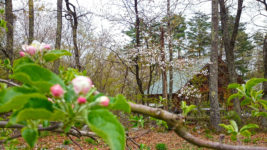 リンゴの花と山桜の花