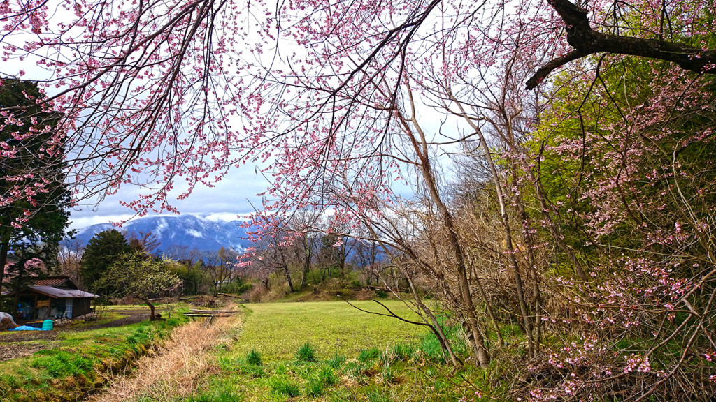 咲き始めた桜と田園風景