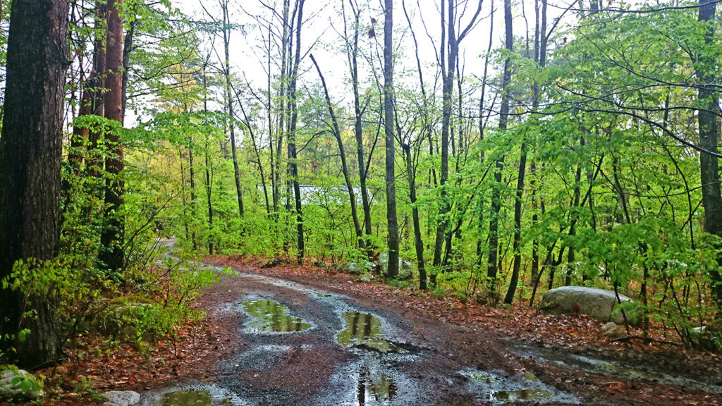 雨に濡れる新緑の小道