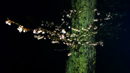 正真院前の桜の小枝
