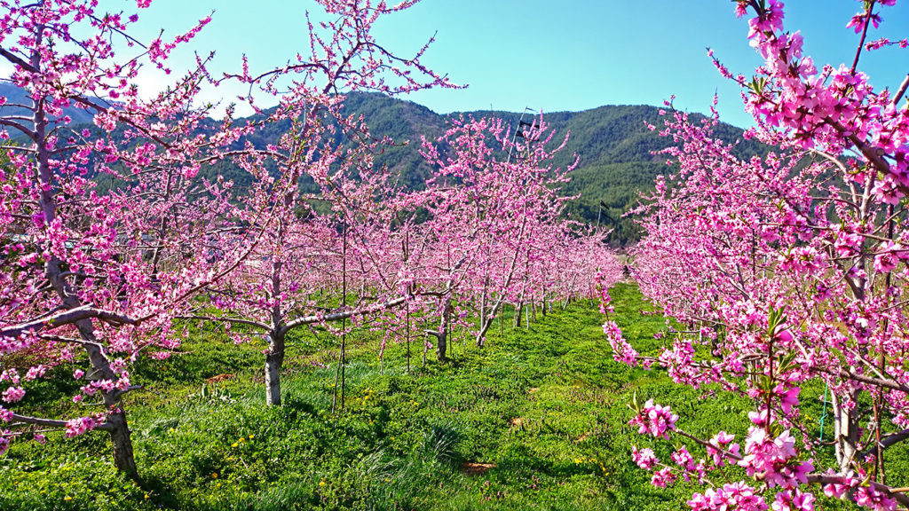 三郷の山際の花咲く桃園